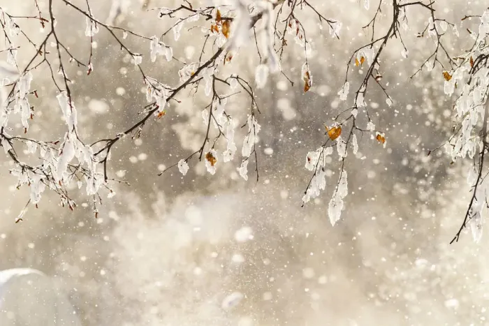 Framed Print : USA, Alaska. Close-up of frost falling from branches in winter