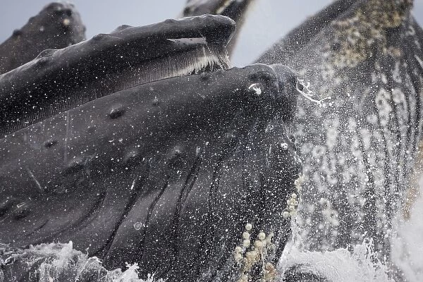 USA, Alaska, Close-up detail of Humpback Whale (Megaptera novaengliae) lunging