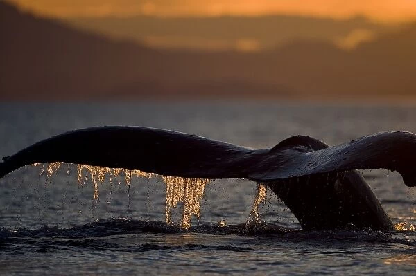 USA, Alaska, Close-up of Humpback Whale (Megaptera novaengliae) raising its tail