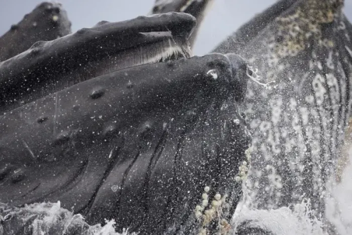 Framed Print : USA, Alaska, Close-up detail of Humpback Whale (Megaptera novaengliae) lunging
