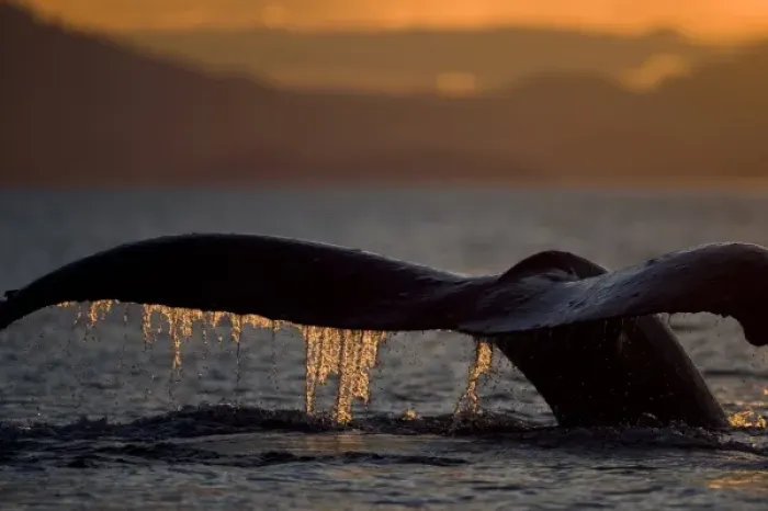 Framed Print : USA, Alaska, Close-up of Humpback Whale (Megaptera novaengliae) raising its tail