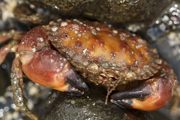 USA, Alaska. Close up view of a pygmy rock crab between rocks at low tide