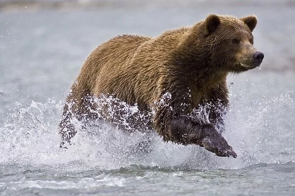USA. Alaska. A coastal brown bear fishes for salmon in a glacial stream at Geographic