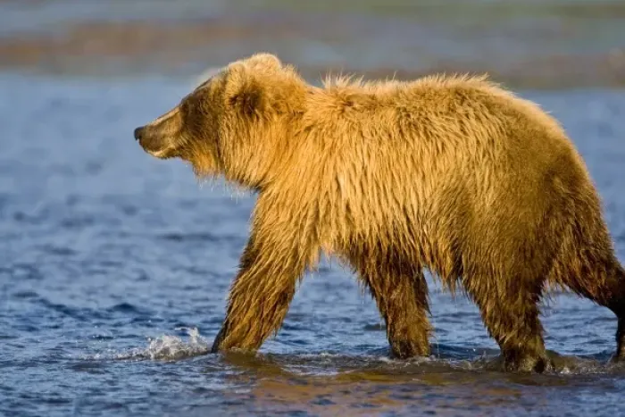 Framed Print : USA. Alaska. Coastal Brown Bear fishing for salmon at Silver Salmon Creek in Lake Clark NP