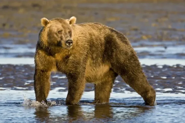 Framed Print : USA. Alaska. Coastal Brown Bear fishing for salmon at Silver Salmon Creek in Lake Clark NP Framed Print : USA. Alaska. Coastal Brown Bear fishing for salmon at Silver Salmon Creek in Lake Clark NP