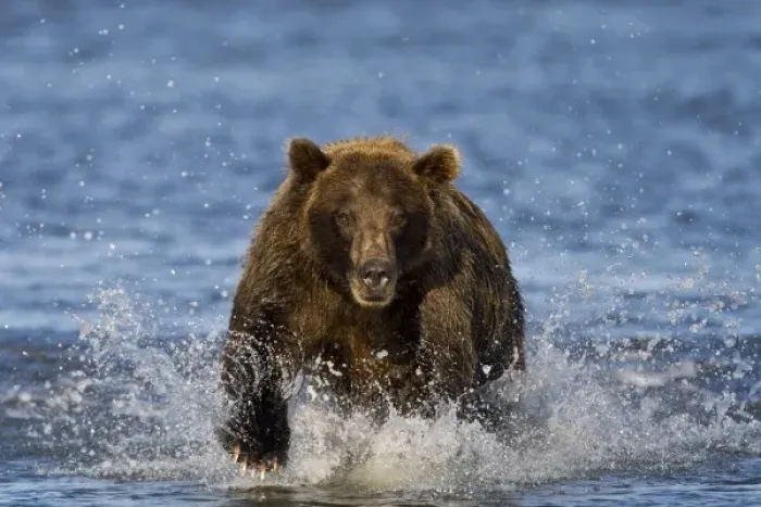 Framed Print : USA. Alaska. Coastal Brown Bear fishing for salmon at Silver Salmon Creek in Lake Clark NP