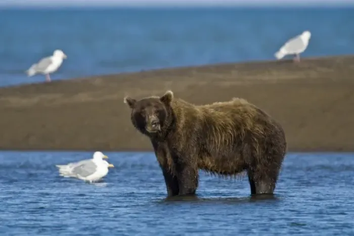 Framed Print : USA. Alaska. Coastal Brown Bear fishing for salmon at Silver Salmon Creek in Lake Clark NP