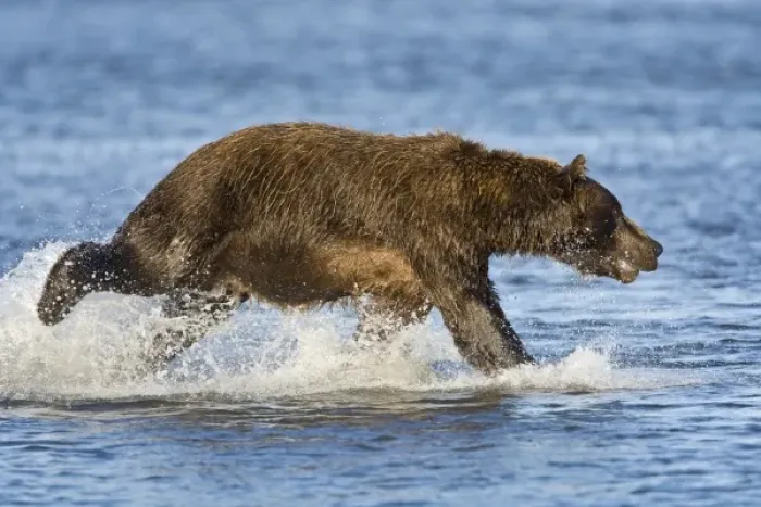 Framed Print : USA. Alaska. Coastal Brown Bear fishing for salmon at Silver Salmon Creek in Lake Clark NP