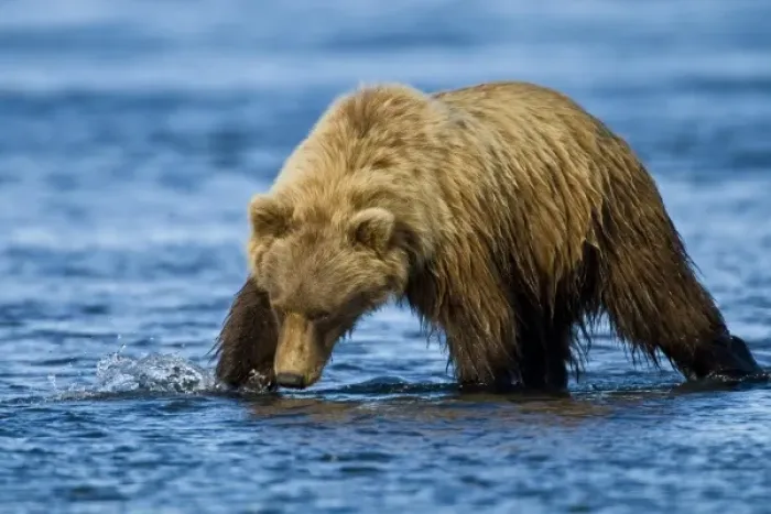 Framed Print : USA. Alaska. Coastal Brown Bear fishing for salmon at Silver Salmon Creek in Lake Clark NP
