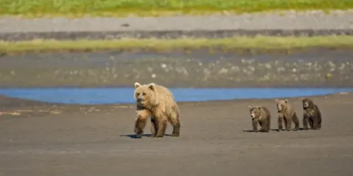 Framed Print : USA. Alaska. Coastal Brown Bear mother and cubs at Silver Salmon Creek, Lake Clark NP