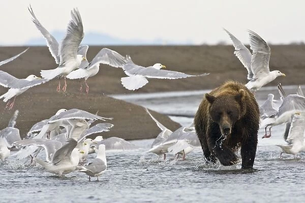 USA. Alaska. Coastal Brown Bear surrounded by Glacous-winged Gulls at Silver Salmon Creek