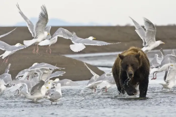 Framed Print : USA. Alaska. Coastal Brown Bear surrounded by Glacous-winged Gulls at Silver Salmon Creek