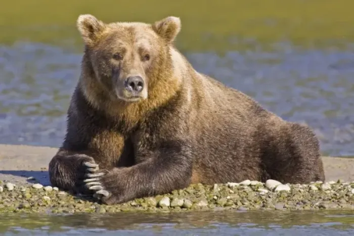 Framed Print : USA. Alaska. A coastal brown bear takes a break while salmon fishing in Kukak Bay, Katmai NP