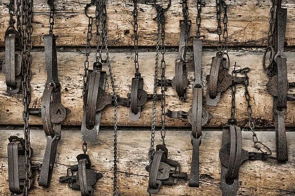 USA, Alaska. Collection of old traps hang on log cabin wall