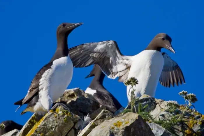Framed Print : USA. Alaska. Common Murres at Bird Island in Lake Clark NP Framed Print : USA. Alaska. Common Murres at Bird Island in Lake Clark NP