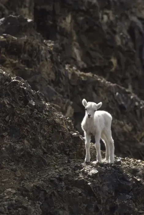 Framed Print : USA, Alaska, Dall Sheep, Dall Lamb, Lamb, Denali National Park Framed Print : USA, Alaska, Dall Sheep, Dall Lamb, Lamb, Denali National Park