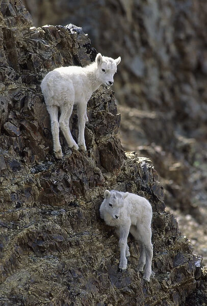 USA, Alaska, Dall Sheep, Dall Lamb, Lamb, Denali National Park