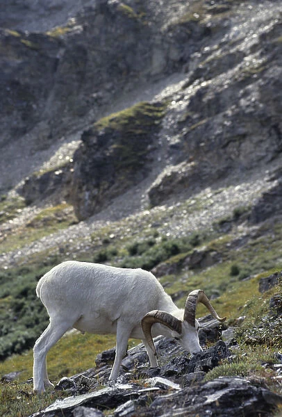USA, Alaska, Dall Sheep, Dall Ram, Denali National Park