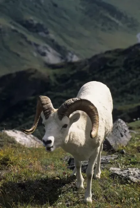 Framed Print : USA, Alaska, Dall Sheep, Dall Ram, Denali National Park Framed Print : USA, Alaska, Dall Sheep, Dall Ram, Denali National Park