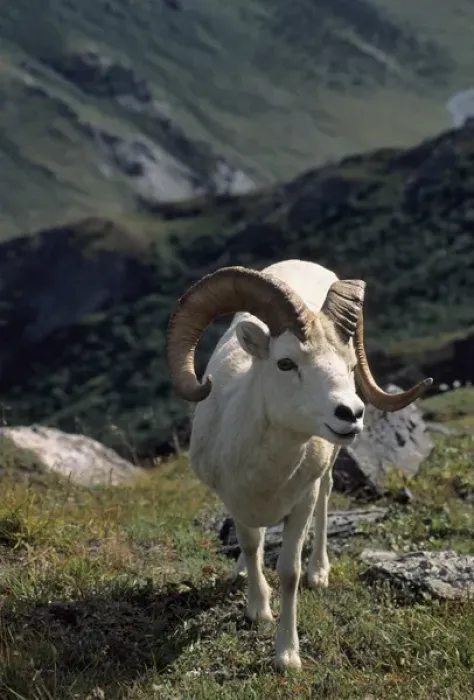 Framed Print : USA, Alaska, Dall Sheep, Dall Ram, Denali National Park Framed Print : USA, Alaska, Dall Sheep, Dall Ram, Denali National Park