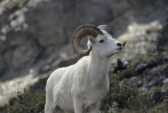 Framed Print : USA, Alaska, Dall Sheep, Dall Ram, Denali National Park Framed Print : USA, Alaska, Dall Sheep, Dall Ram, Denali National Park