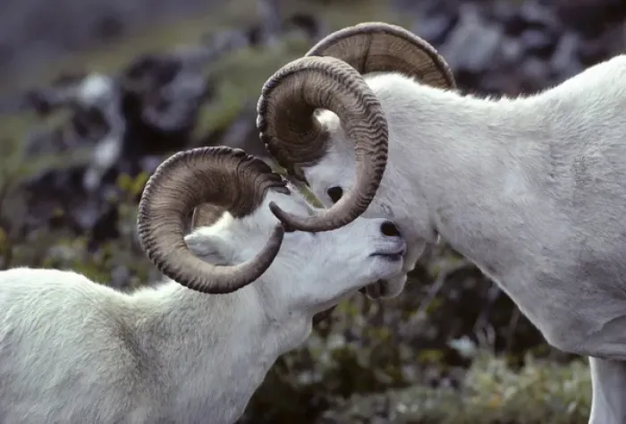 Framed Print : USA, Alaska, Dall Sheep, Dall Ram, Denali National Park