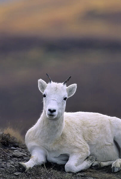 USA, Alaska, Dall Sheep, Ewe, Denali National Park
