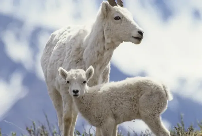 Framed Print : USA, Alaska, Dall Sheep, Ewe, Ewe and Lamb, Denali National Park Framed Print : USA, Alaska, Dall Sheep, Ewe, Ewe and Lamb, Denali National Park