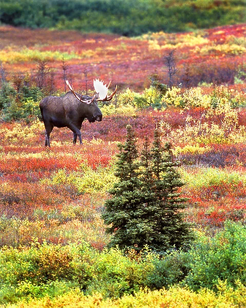 USA, Alaska, Denali National Park. Bull moose and autumn tundra in Denali National Park