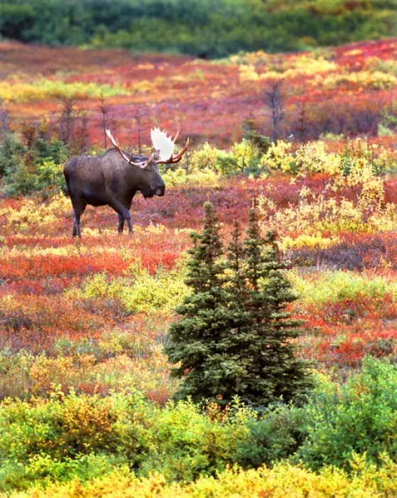 Framed Print : USA, Alaska, Denali National Park. Bull moose and autumn tundra in Denali National Park