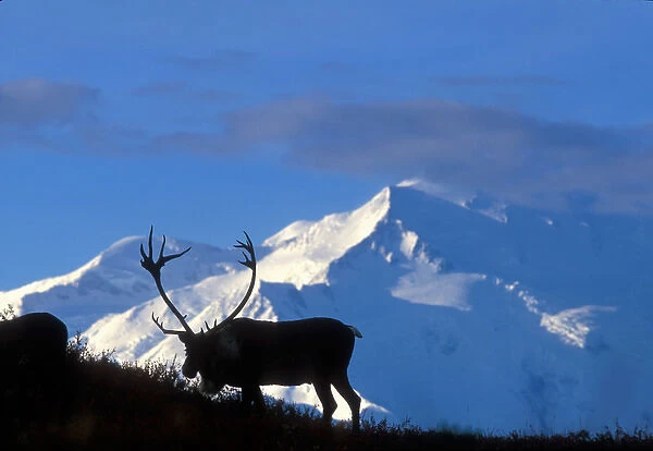 USA, Alaska, Denali National Park, Bull Caribou (Rangifer tarandus) near Wonder Lake and Mt