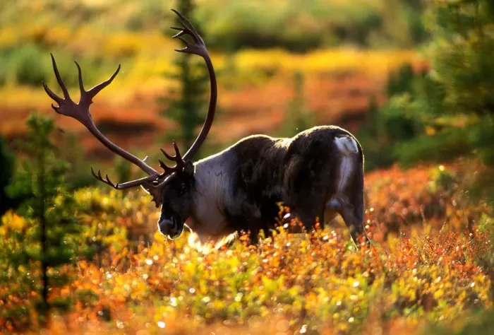Framed Print : USA, Alaska, Denali National Park, Bull Caribou (Rangifer tarandus) feeds in tundra Framed Print : USA, Alaska, Denali National Park, Bull Caribou (Rangifer tarandus) feeds in tundra