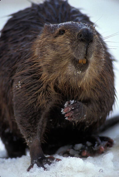 USA, Alaska, Denali National Park, Beaver (Castor canadensis) stands in late spring