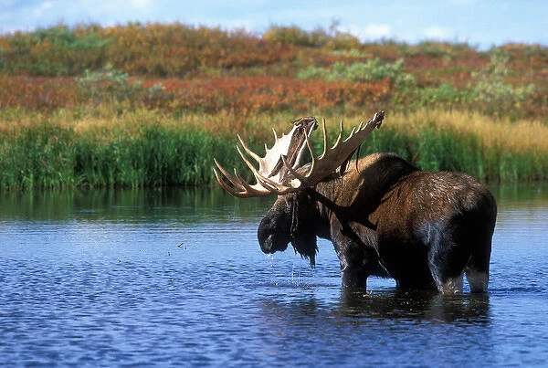 USA, Alaska, Denali National Park, Bull Moose (Alces alces) feeds in kettle pond