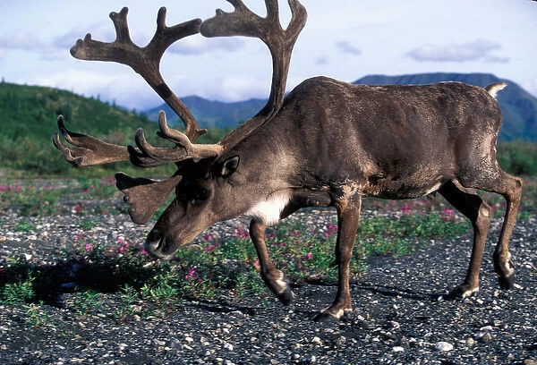USA, Alaska, Denali National Park, Bull Caribou (Rangifer tarandus) walks along Savage