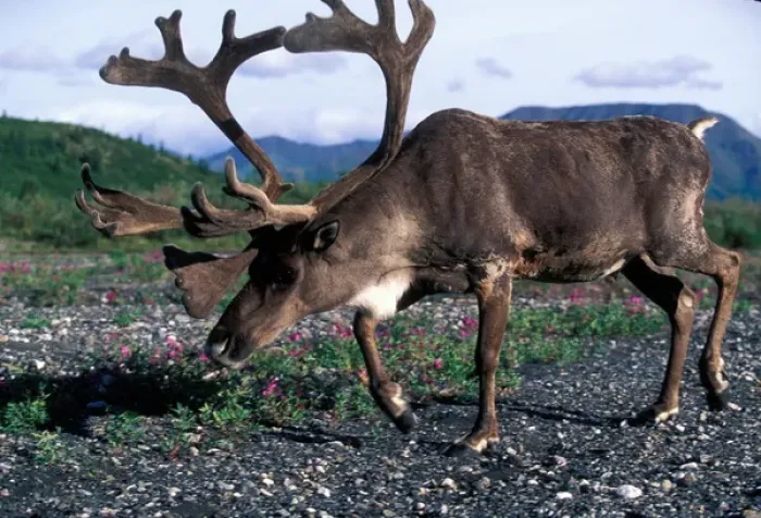 Framed Print : USA, Alaska, Denali National Park, Bull Caribou (Rangifer tarandus) walks along Savage Framed Print : USA, Alaska, Denali National Park, Bull Caribou (Rangifer tarandus) walks along Savage