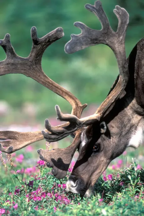 Framed Print : USA, Alaska, Denali National Park, Caribou (Rangifer tarandus) feeds in fireweed Framed Print : USA, Alaska, Denali National Park, Caribou (Rangifer tarandus) feeds in fireweed