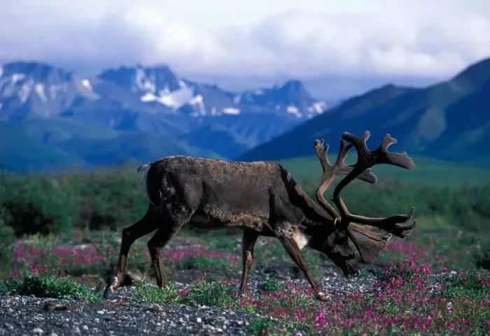 Framed Print : USA, Alaska, Denali National Park, Caribou (Rangifer tarandus) feeds in fireweed
