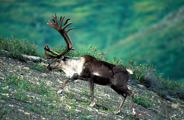 USA, Alaska, Denali National Park, Bull caribou (Rangifer tarandus) walking along