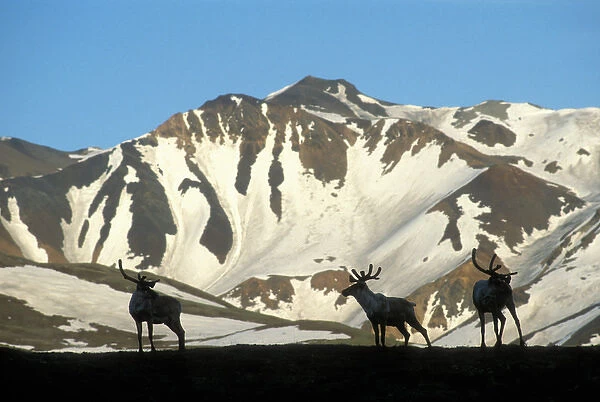 USA, Alaska, Denali National Park, Caribou (Rangifer tarandus) silhouetted against
