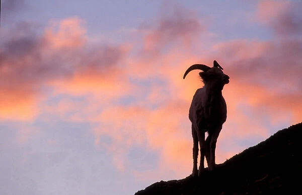 USA, Alaska, Denali National Park, Dalls Sheep (Ovis dalli) silhouetted under