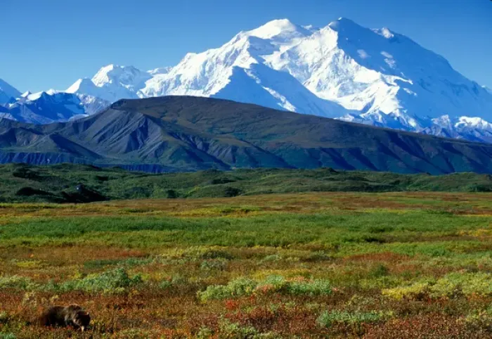 Framed Print : USA, Alaska, Denali National Park, Grizzly Bear (Ursus arctos) feeds on berries north Framed Print : USA, Alaska, Denali National Park, Grizzly Bear (Ursus arctos) feeds on berries north
