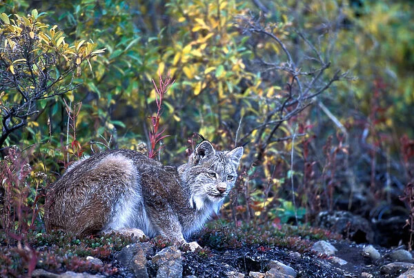 USA, Alaska, Denali National Park, Lynx (Felis lynx) sits on rocky bluff over Toklat