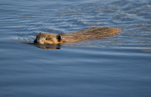 USA, Alaska, Denali National Park, Beaver (Castor canadensis) swimming in Wonder