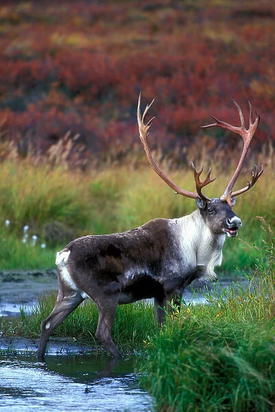 USA, Alaska, Denali National Park, Bull Caribou (Rangifer tarandus) feeds in tundra