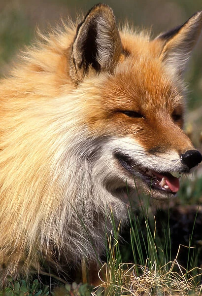 USA, Alaska, Denali National Park, Red Fox (Vulpes vulpes) rests in spring sunshine