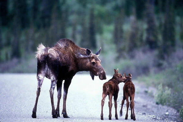 USA, Alaska, Denali National Park, Moose cow and calves (Alces alces) on park road