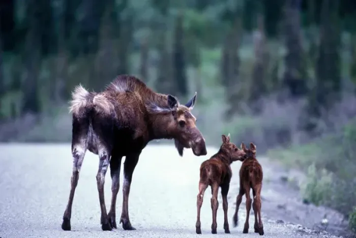 Framed Print : USA, Alaska, Denali National Park, Moose cow and calves (Alces alces) on park road Framed Print : USA, Alaska, Denali National Park, Moose cow and calves (Alces alces) on park road