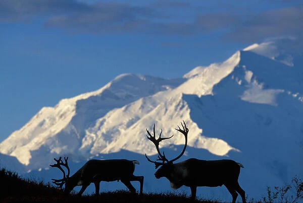 USA, Alaska, Denali National Park, Bull Caribou (Rangifer tarandus) near Wonder Lake and Mt