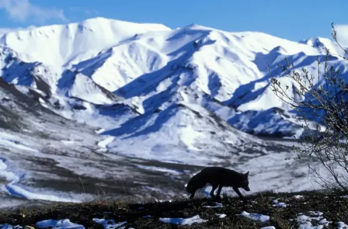 Framed Print : USA, Alaska, Denali National Park, Red Fox (Vulpes vulpes) silhouetted against Alaska Framed Print : USA, Alaska, Denali National Park, Red Fox (Vulpes vulpes) silhouetted against Alaska